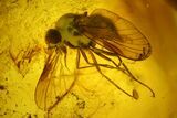 Two Fossil Flies (Diptera) In Baltic Amber - One Huge Fly #200173-1
